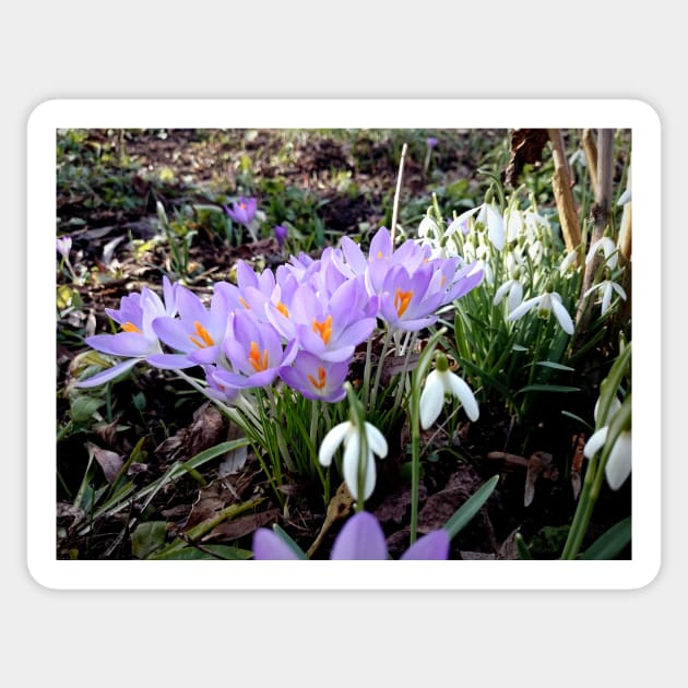 Crocuses with snowdrops Sticker by Gourmetkater